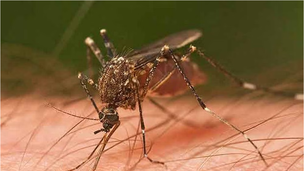 Allahabad HC takes note of rising dengue cases in Lucknow