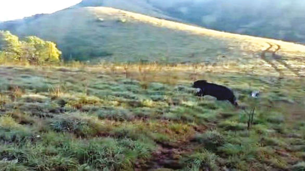 Straying sloth bear captured, released back in wild