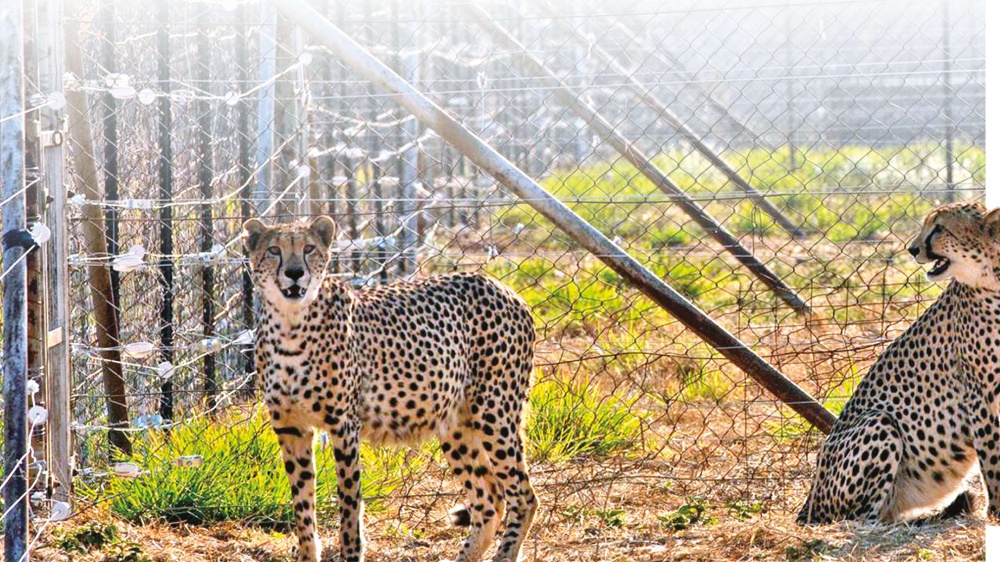 African carnivore in Indian wilderness