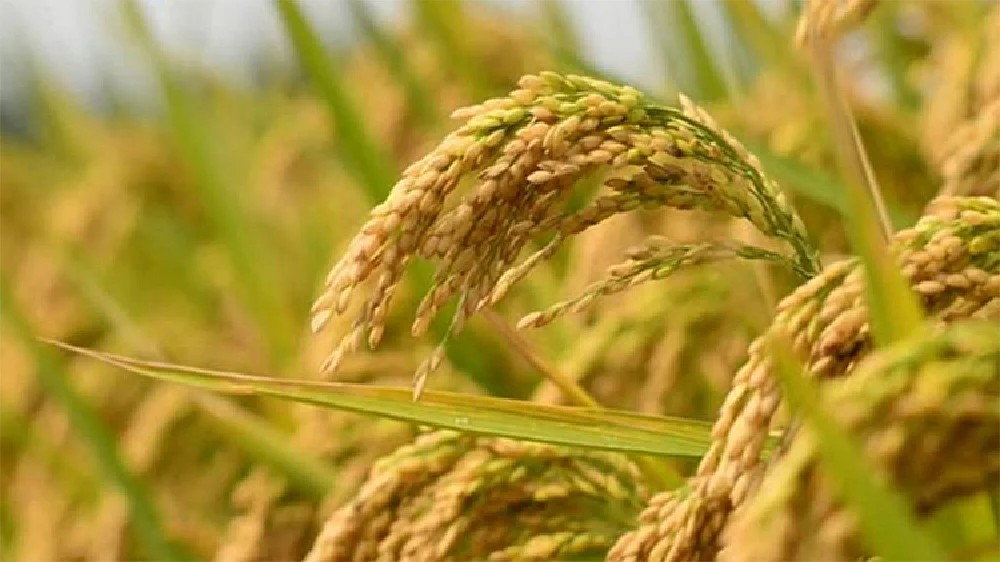 Insure paddy before November 15: TN govt tells farmers