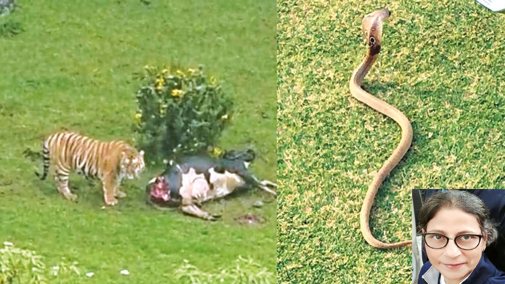 Foxed by tiger in the woods, snake in the grass