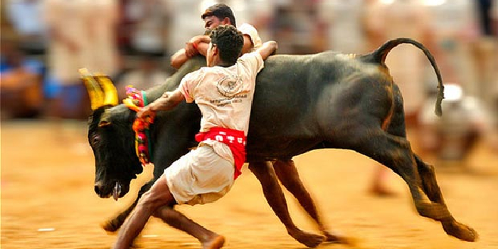 Jallikattu case: OPS asks DMK govt to engage law experts