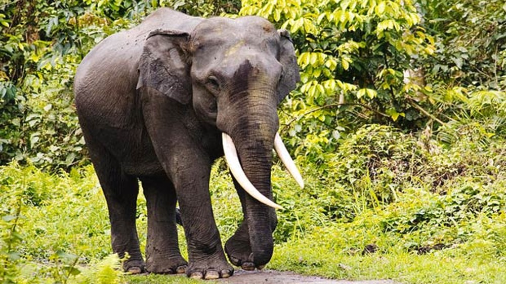 Mahout injured in captive jumbo attack at Kozhikamuthi elephant camp