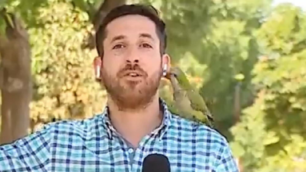 Watch: Parrot steals TV reporter’s earpiece while he is live on air