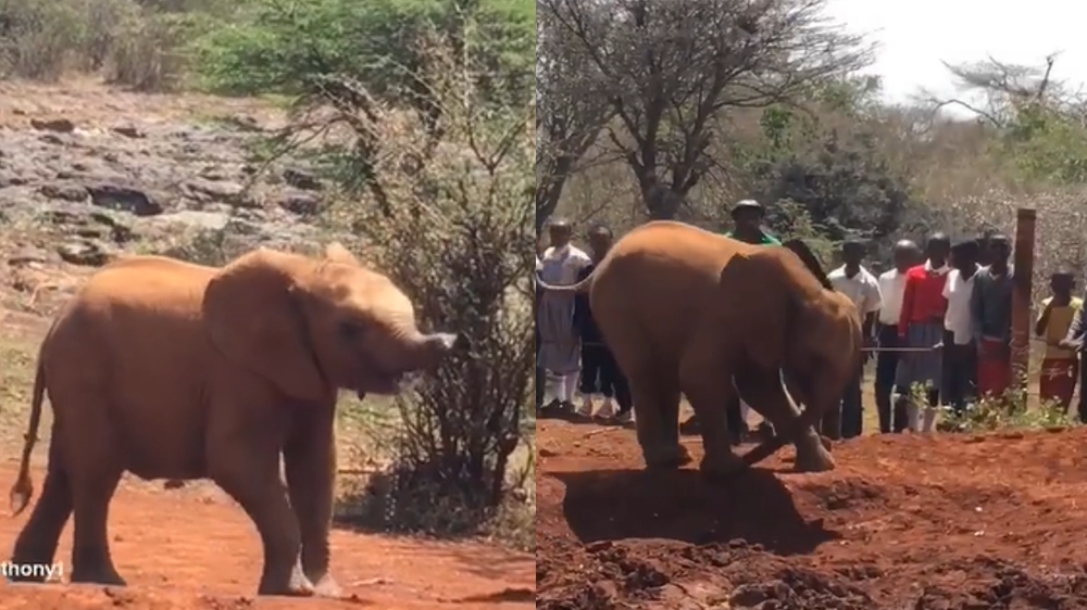 Watch: Baby elephant trampling on its own trunk Watch: Baby elephant trampling on its own trunk
