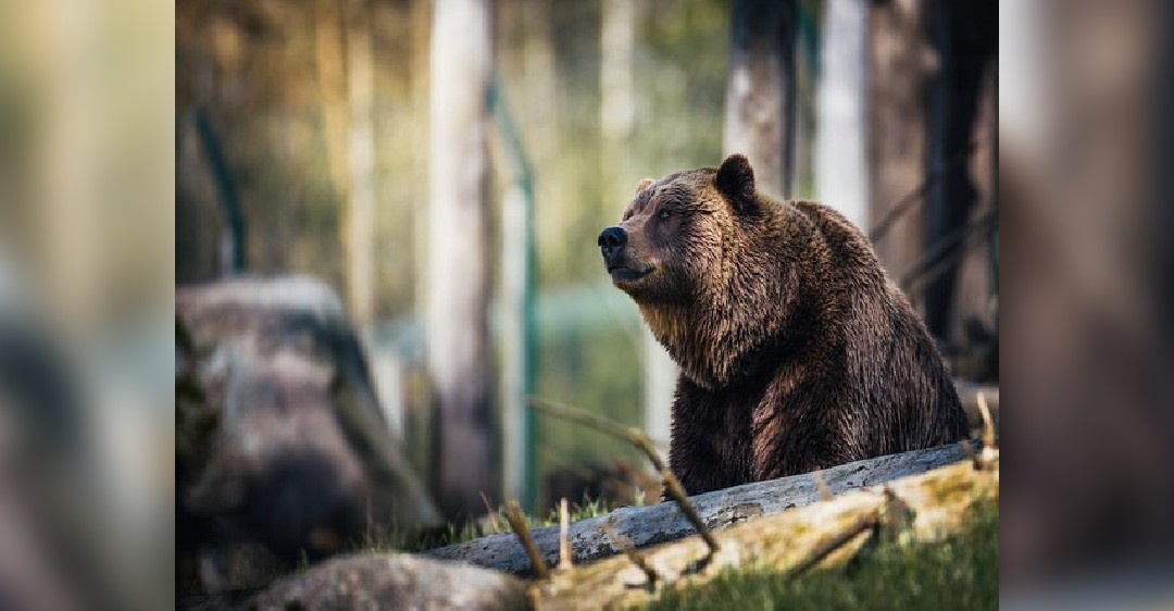 Gut microbes offer insight into health of wild ecosystems