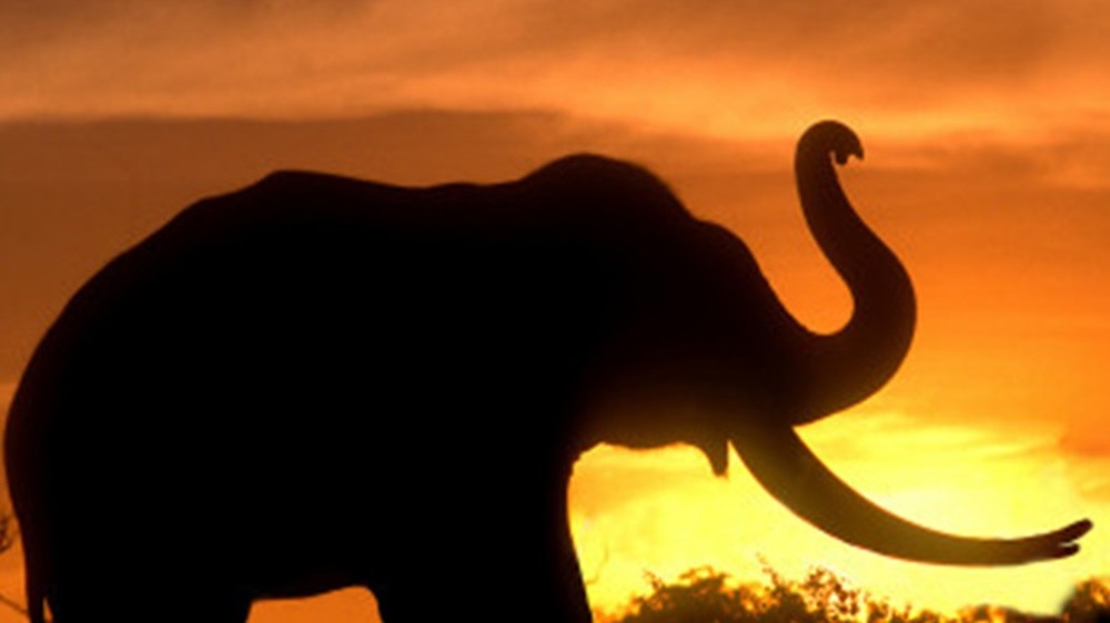 TN launches first of its kind Elephant Death Audit Framework