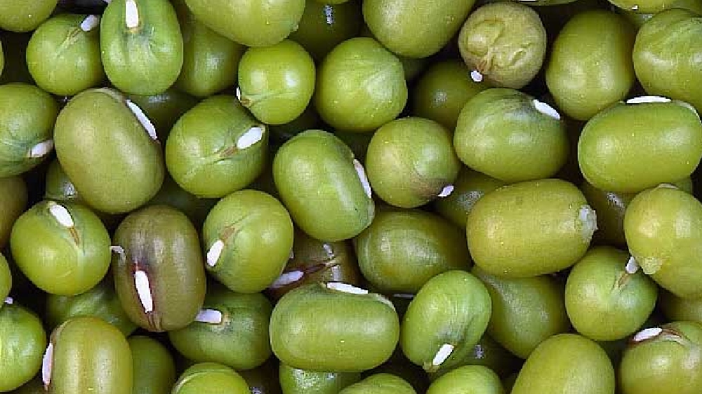 NAFED to procure 200 tonnes of green gram in Tirupattur district