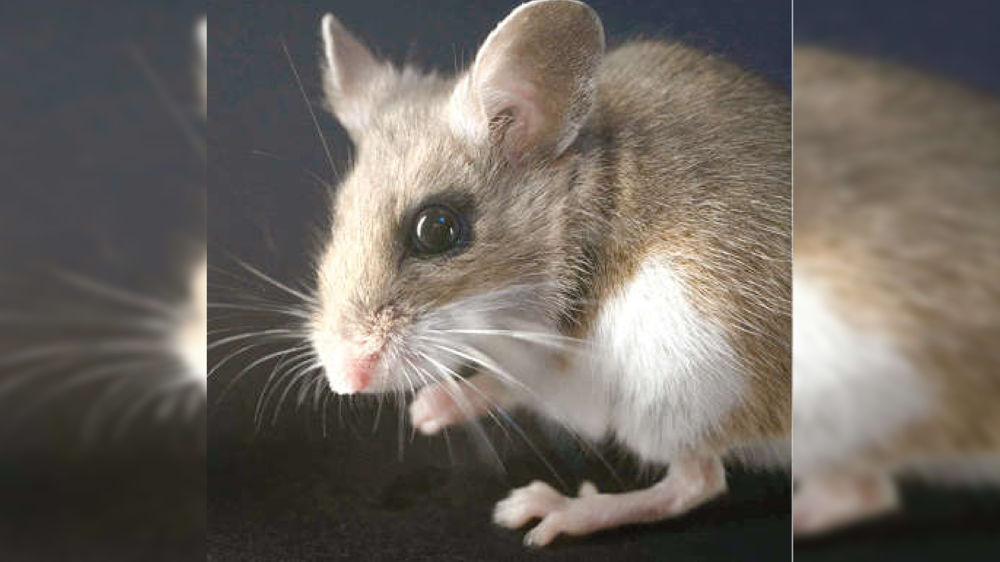 Tenacious critters: Meet the mice who make the forest