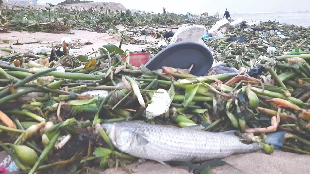 Scores of dead fish wash ashore near Adyar estuary