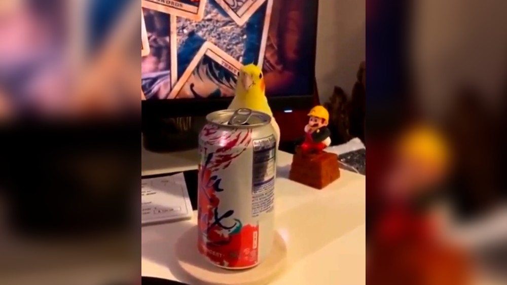 Video of cute little bird doing peek-a-boo wins netizens hearts