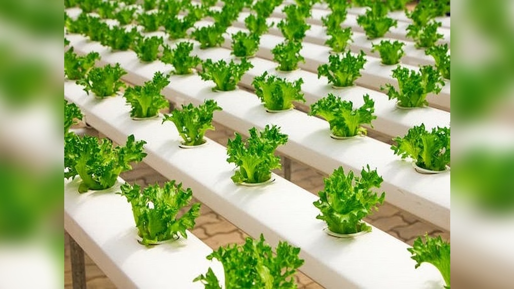 Healthy plant-based meals are better for environment: Study