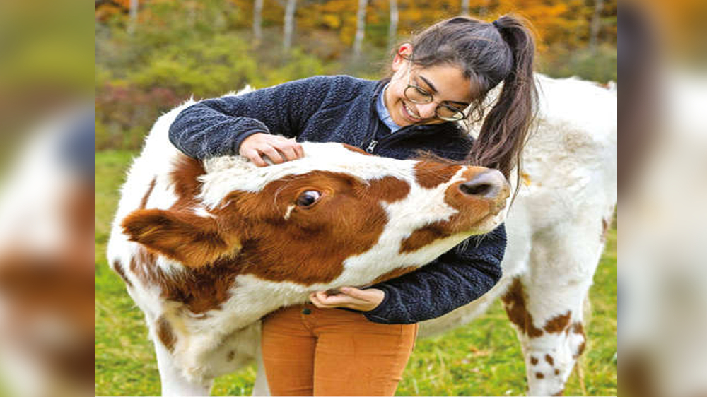 Why did the chicken cross the barn? To sign up for a study