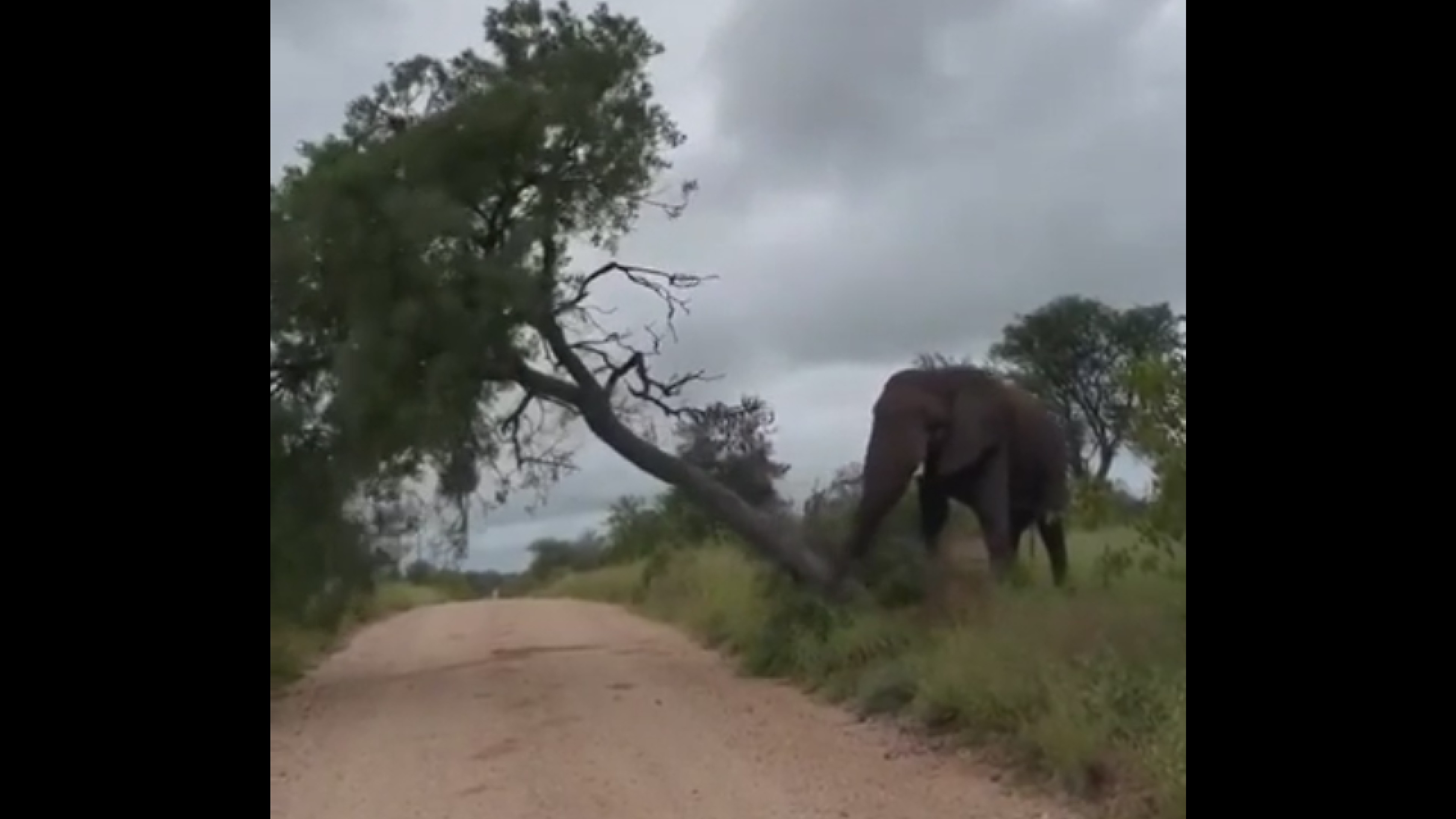 Viral video: Elephant knocking old tree in forest