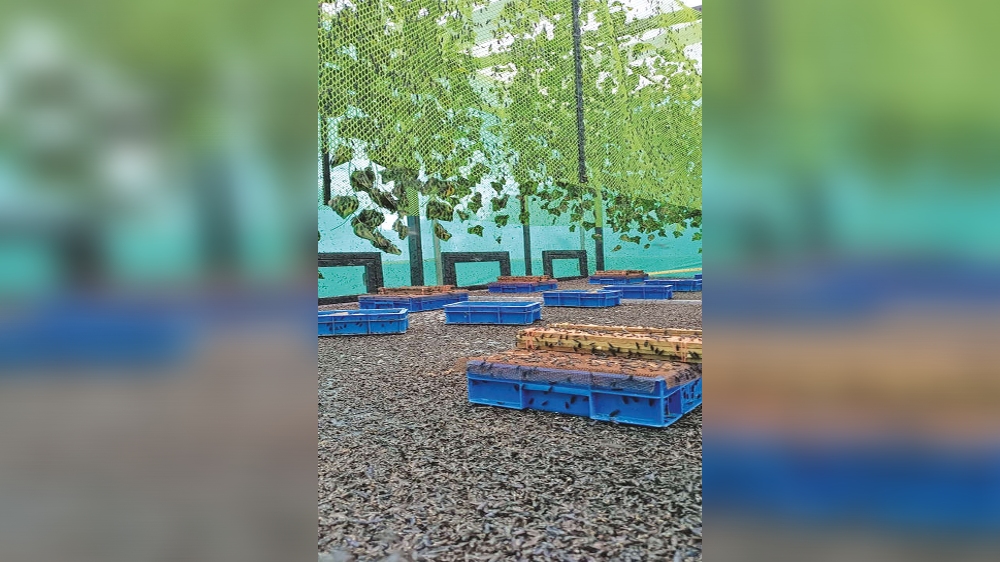 Trial of composting using special fly larva successful in Vellore