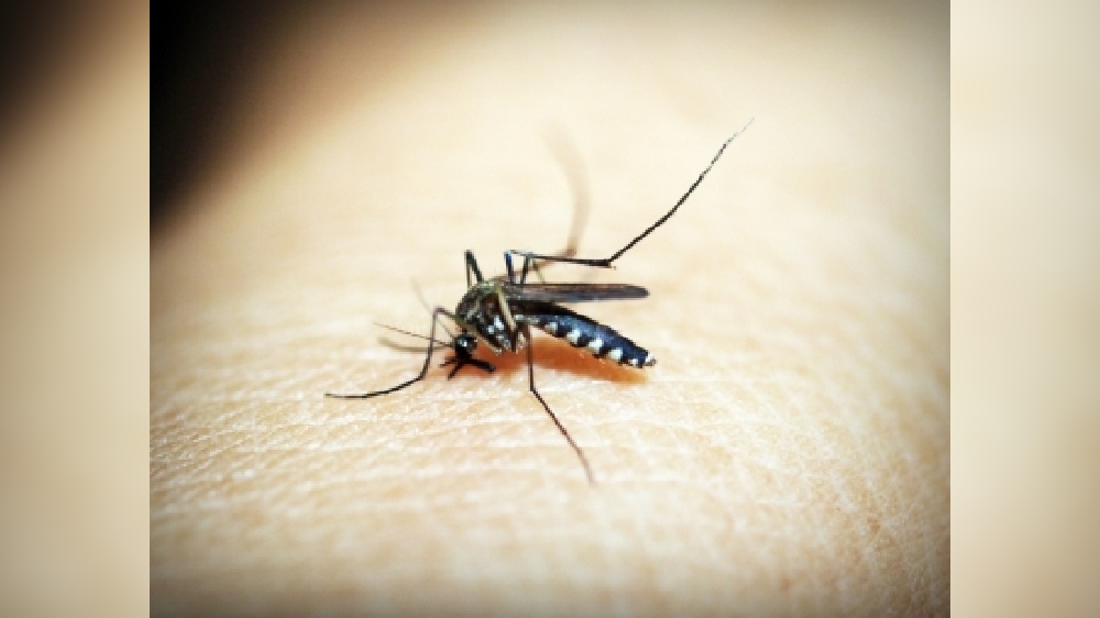 Australian state on alert for Japanese encephalitis