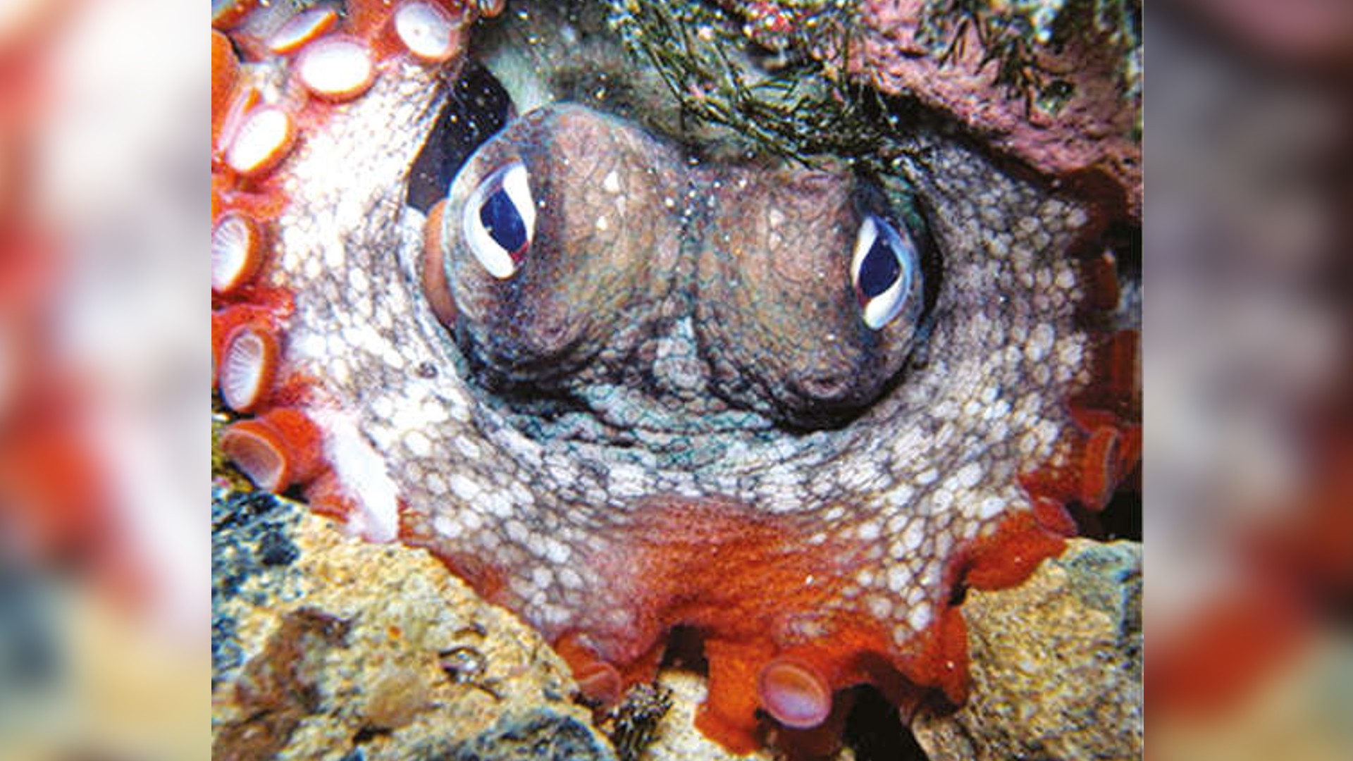 An octopus so annoyed, it just wants to fling something An octopus so annoyed, it just wants to fling something