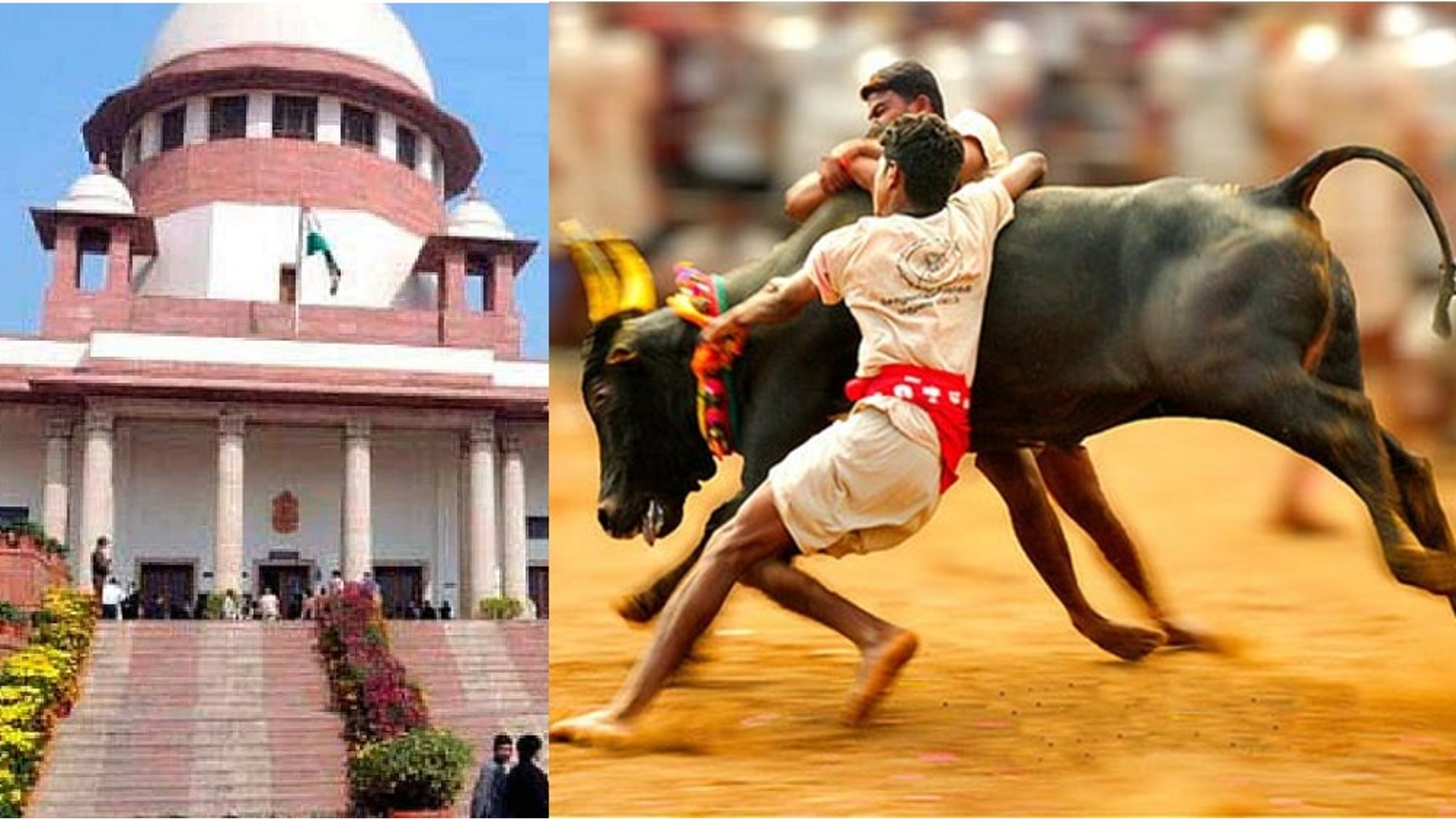 Jallikattu poses threat to life, petitioners argue in SC
