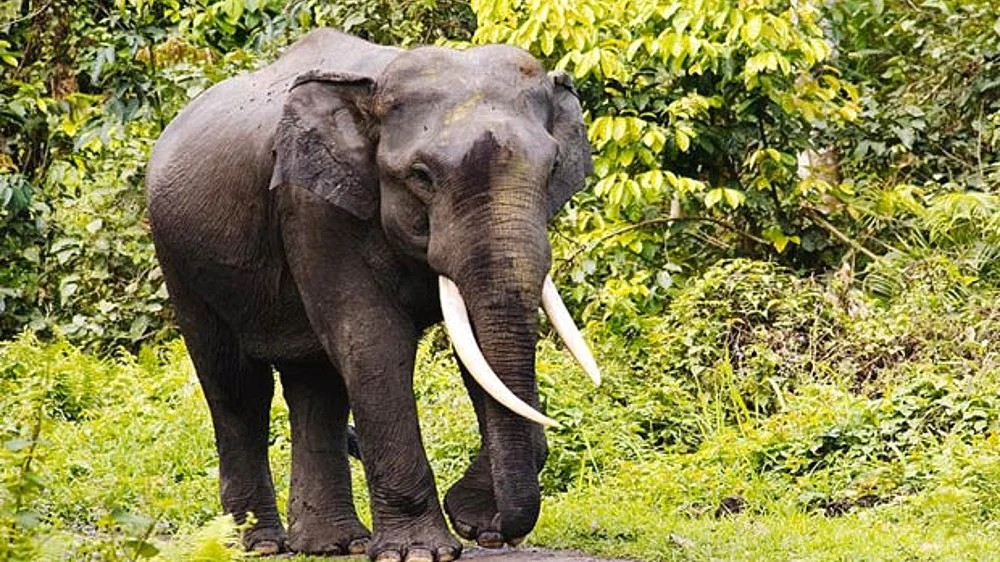 TN to train 13 mahouts, cavadies at Thai Elephant Conservation Centre TN to train 13 mahouts, cavadies at Thai Elephant Conservation Centre