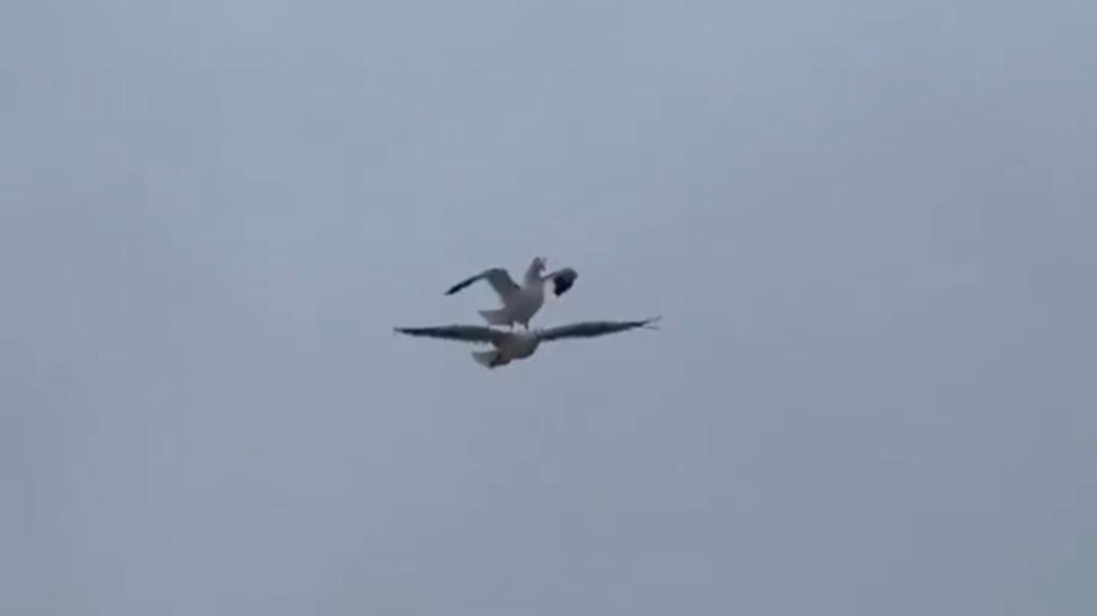 Thats his trainer: Seagull flies on another bird’s back, video goes viral