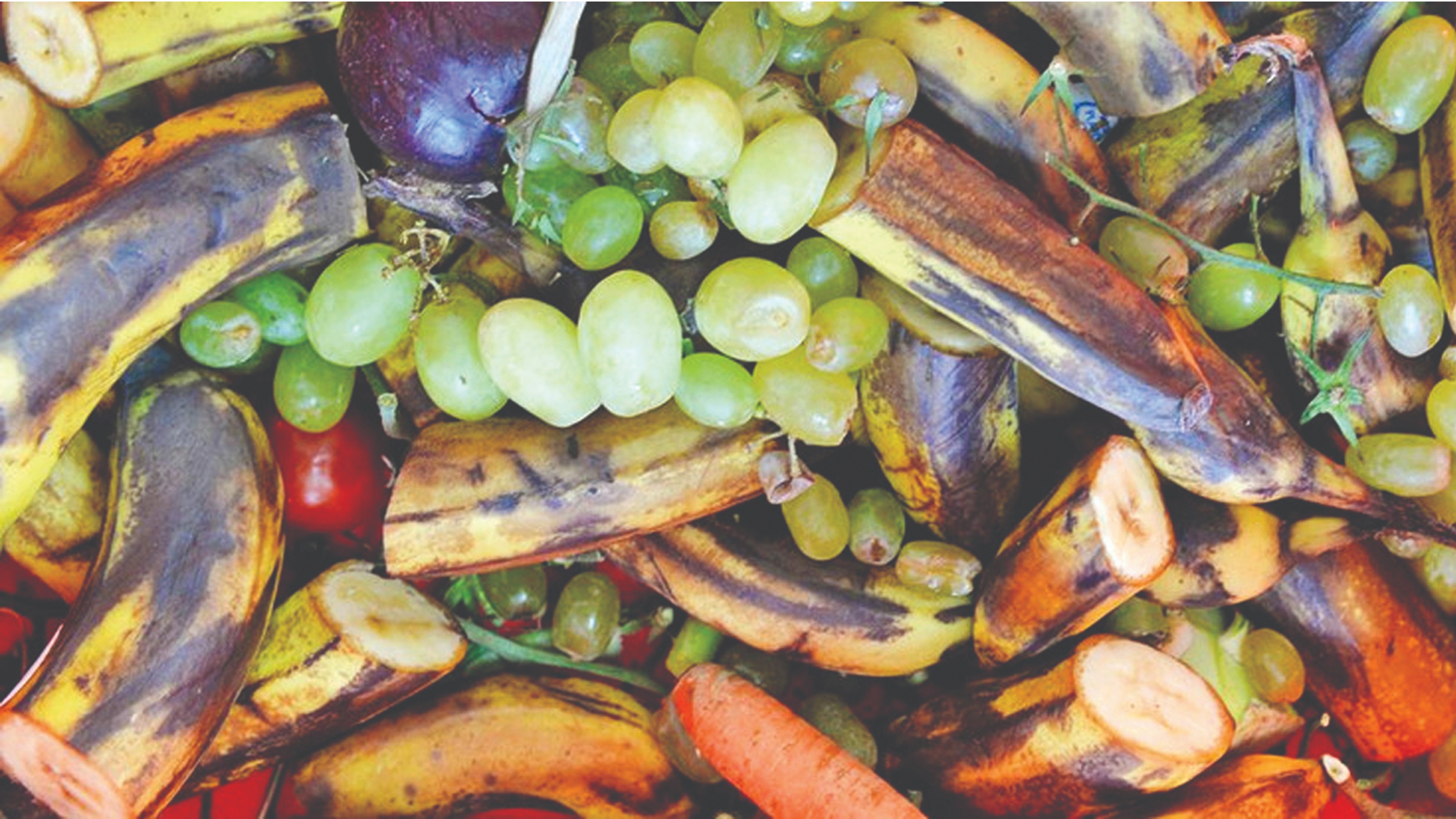 COP-27 addresses issue of food waste COP-27 addresses issue of food waste