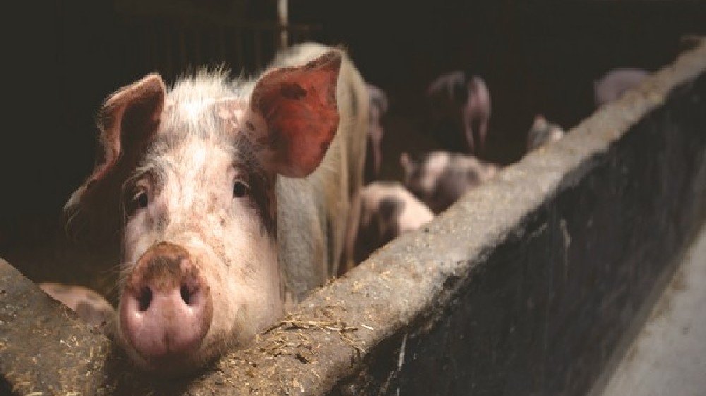 5 pigs test positive for African Swine Fever in MP Kanti