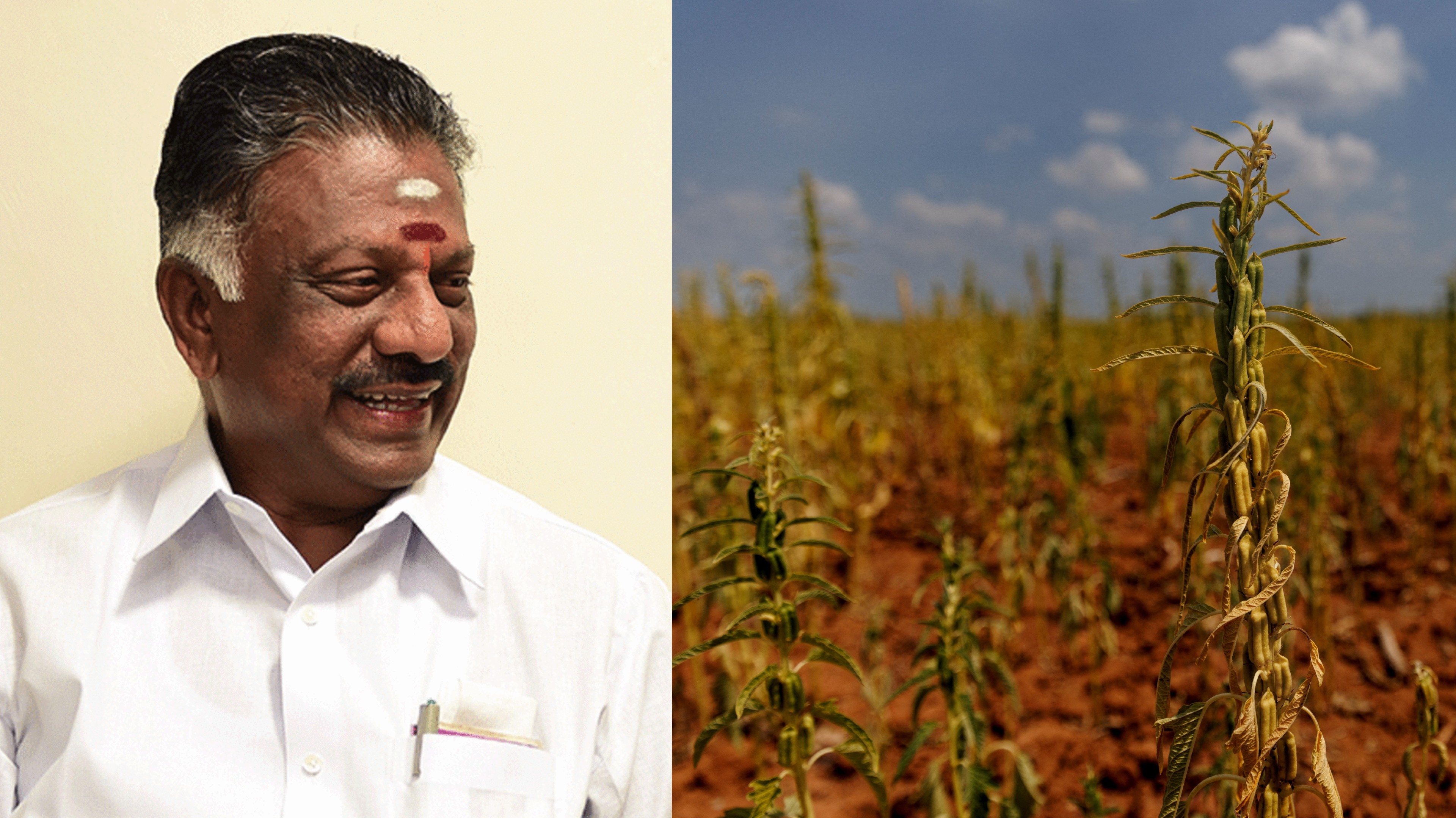 OPS demands TN govt to fix Rs 75K as compensation for damaged crops