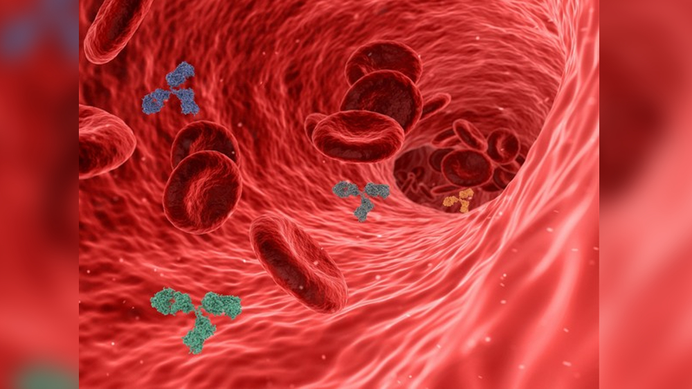 Growing motor neurons guided by relationships with blood vessels