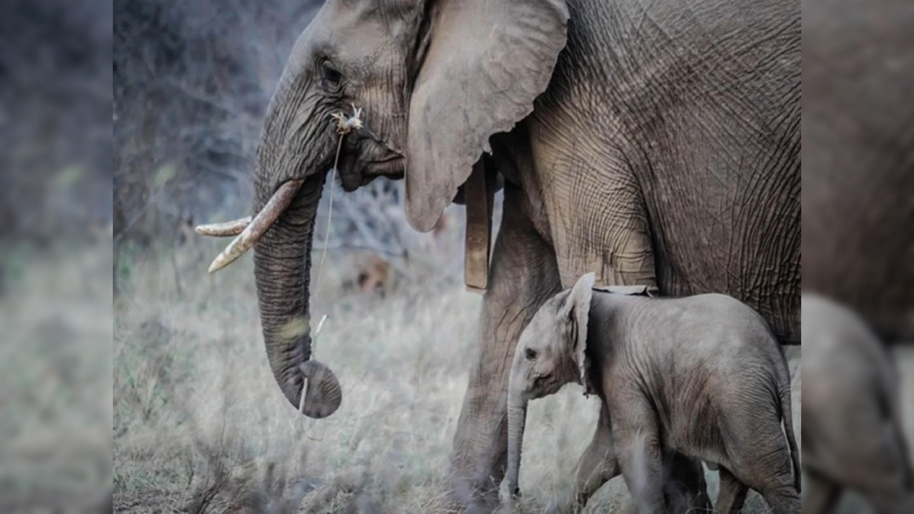 Karnataka govt has taken jumbo menace seriously: CM Bommai