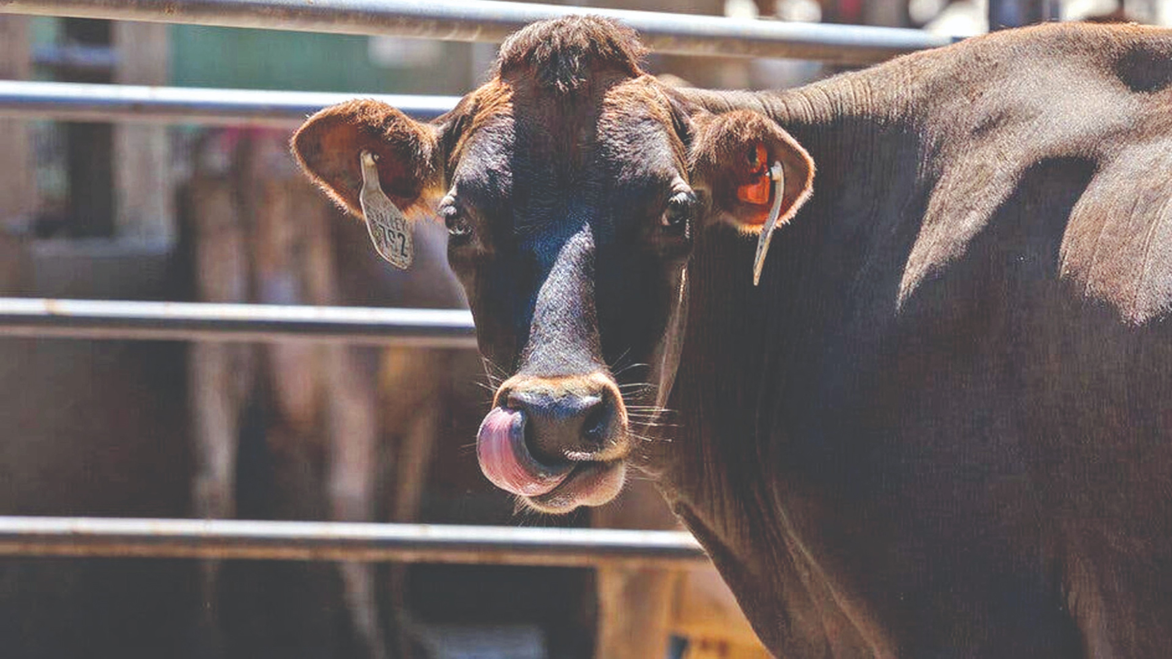 Hemp-fed cows get buzzed, but who will drink their milk?