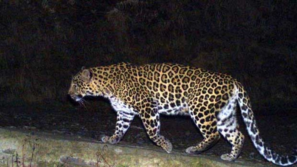 Forest department on alert as Tiruppur villagers spot leopard