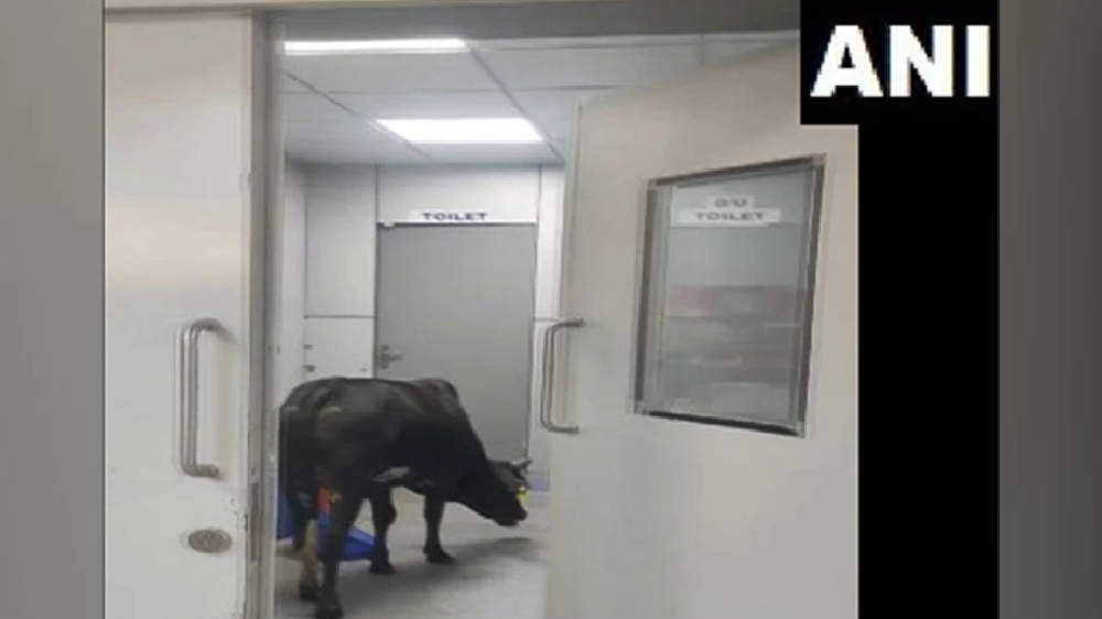Viral video: Cow roams inside ICU in MP hospital Viral video: Cow roams inside ICU in MP hospital