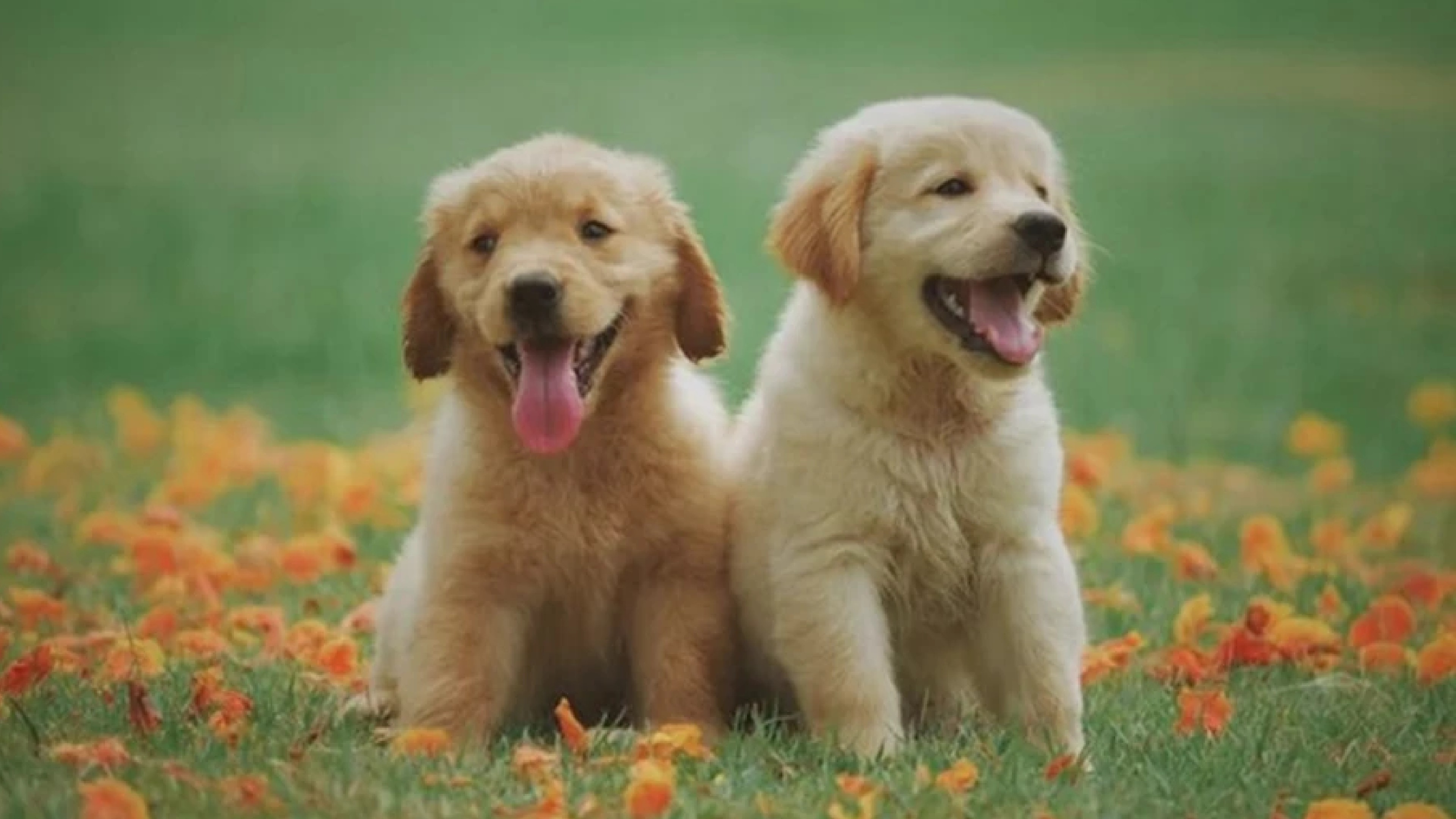 Research: Click chemistry may help treat dogs with bone cancer
