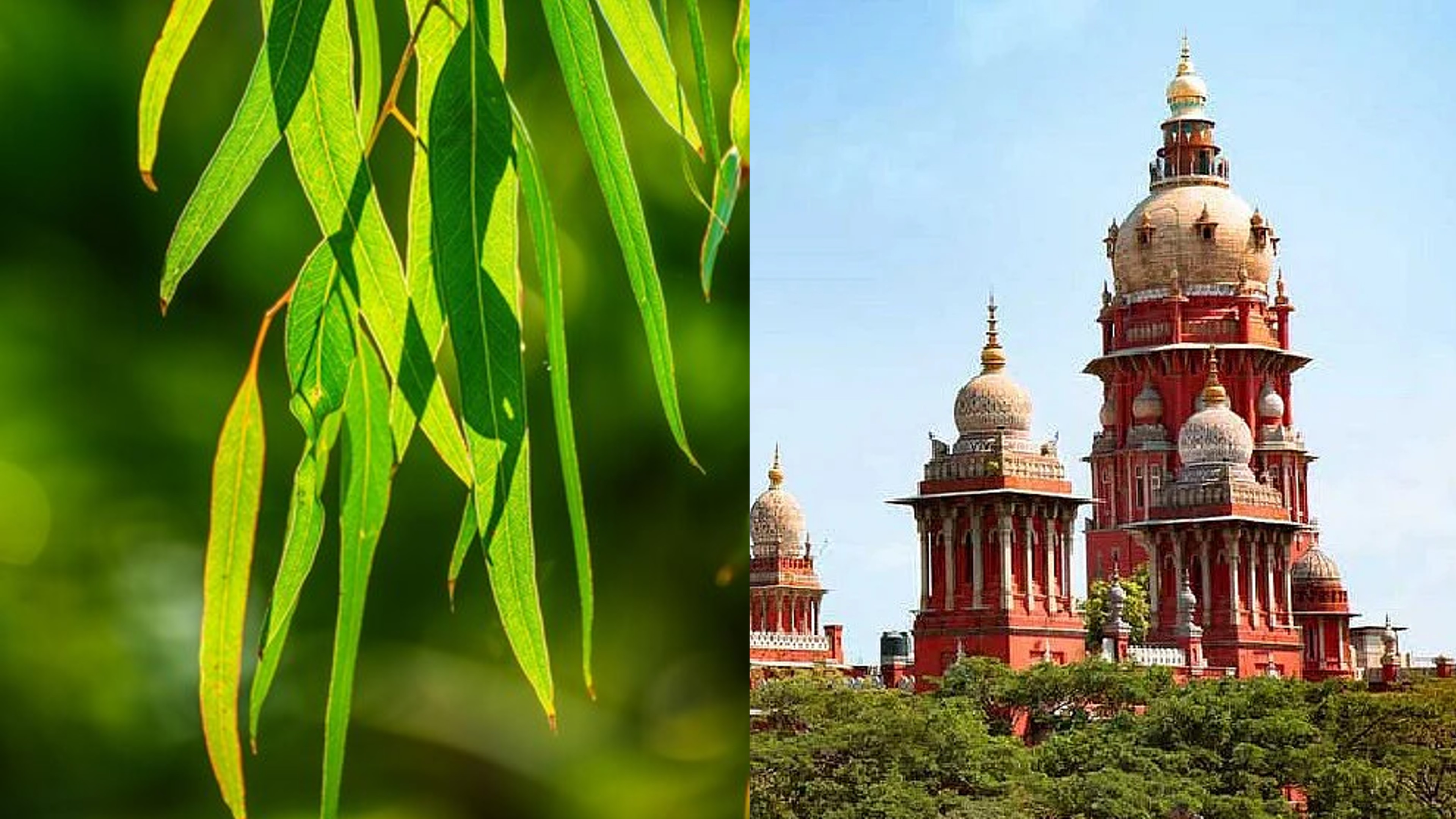 HC directs TN to plant native trees instead of invasive species