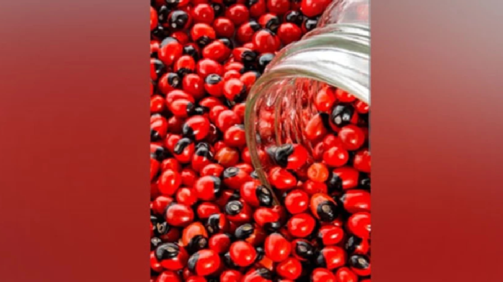 Docs save child who nearly died getting poisoned by rare venom Abrin