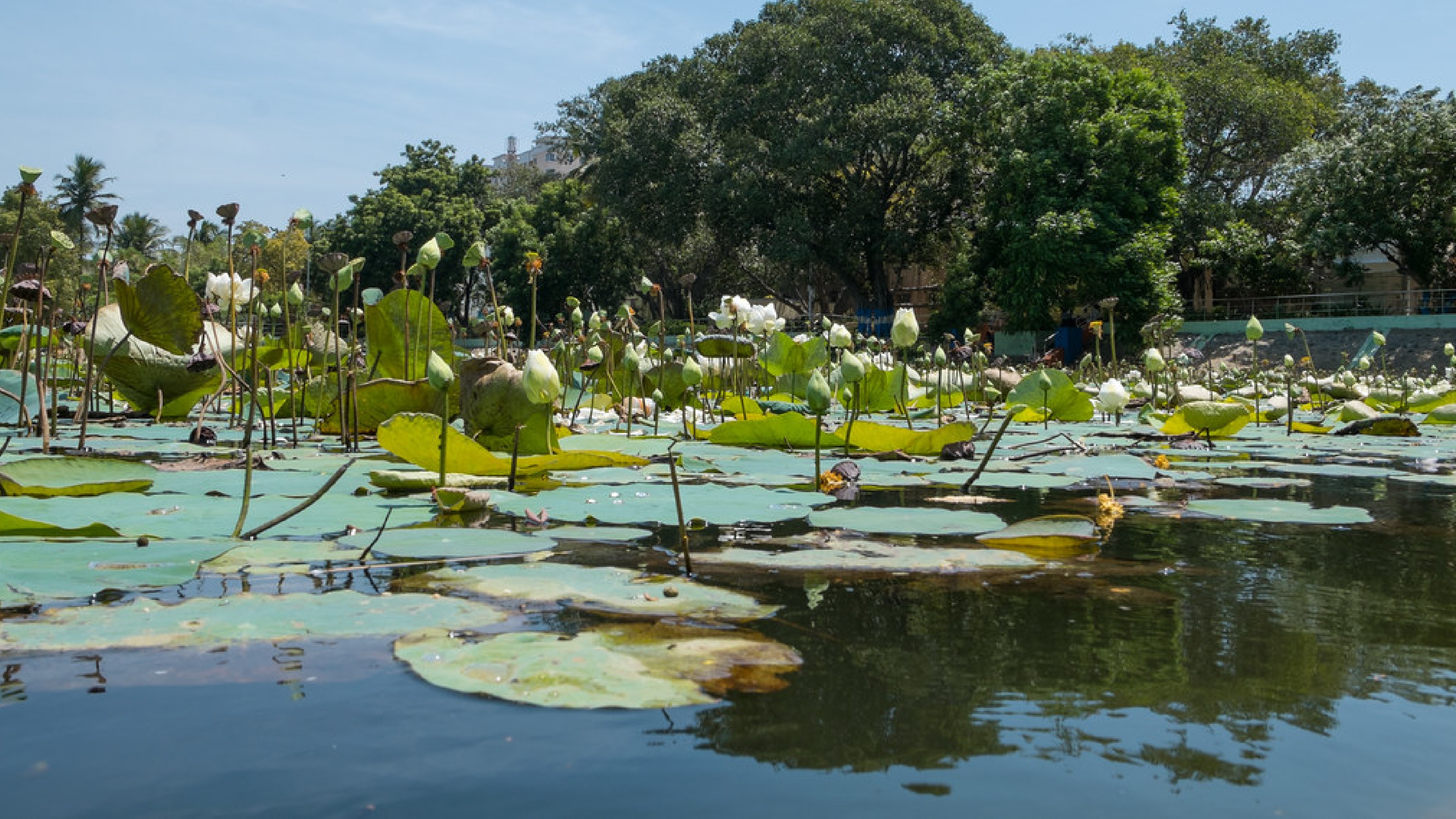 Sewage inflows into Thamaraikulam pond; notices issued to household