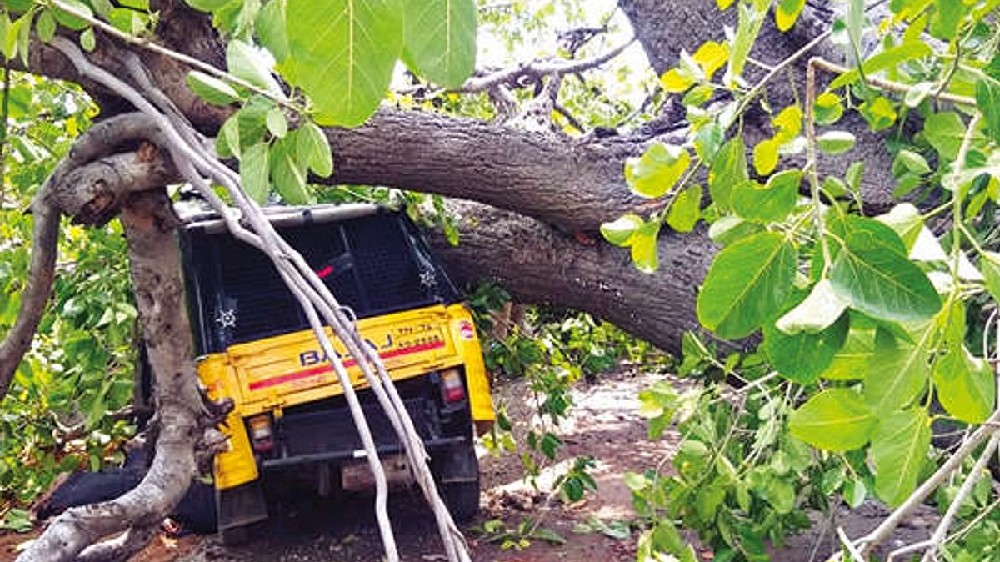 Tree fall on Sriperumbudur-Tiruvallur Road affect traffic for 3 hours