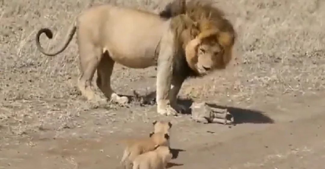 Lion takes its bunch of cubs for a walk; video goes viral