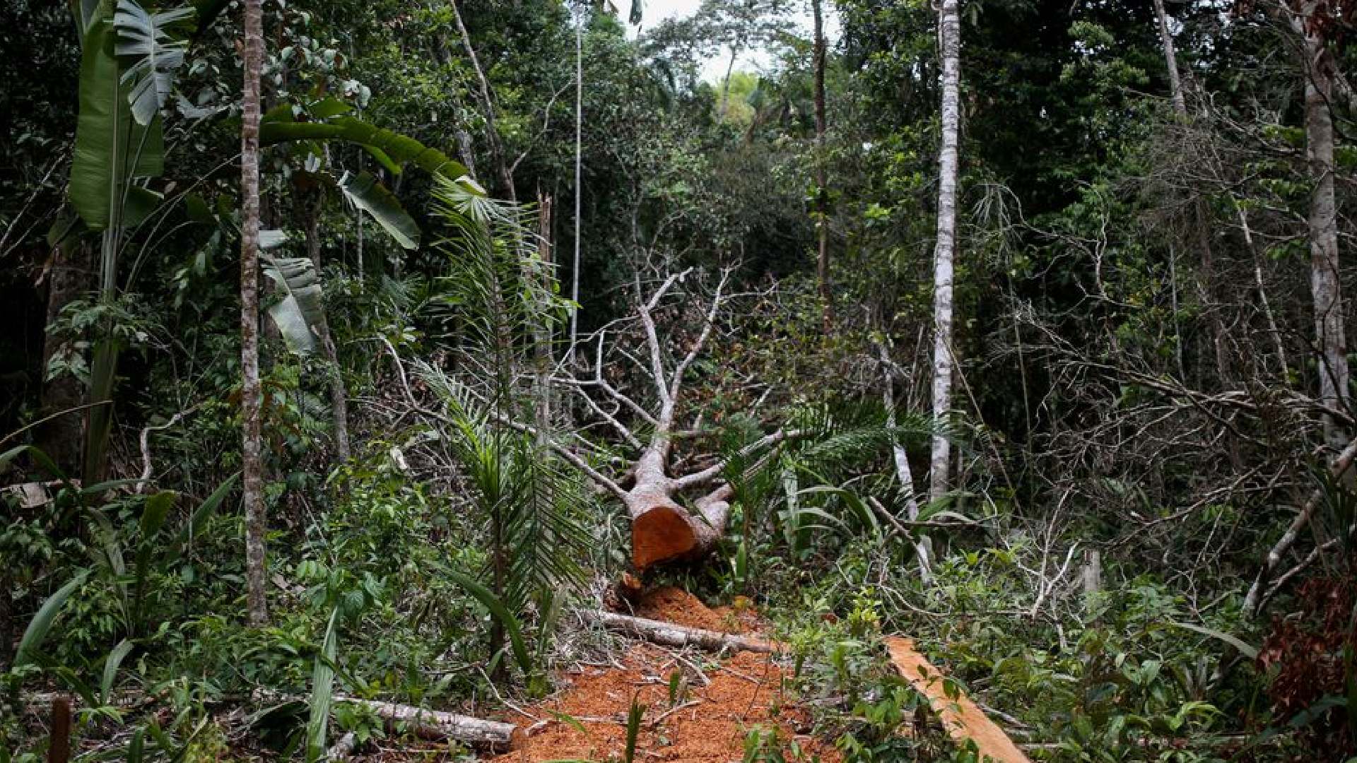 Are trees talking underground? For scientists, it’s in dispute Are trees talking underground? For scientists, it’s in dispute