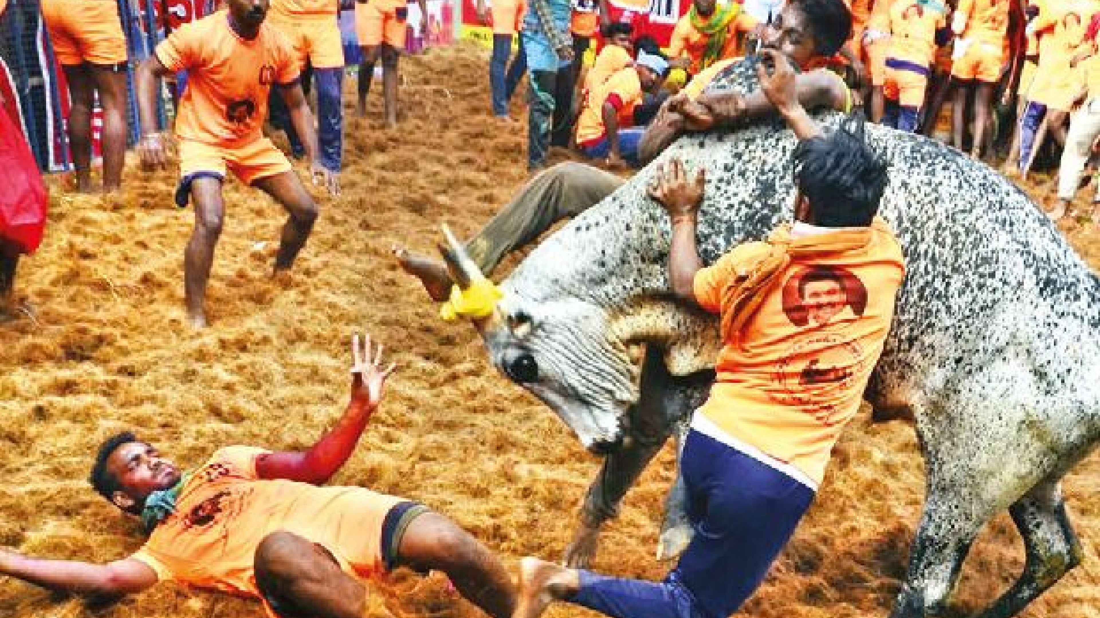 TN jallikattu amendment colourable exercise, Advocates tell SC