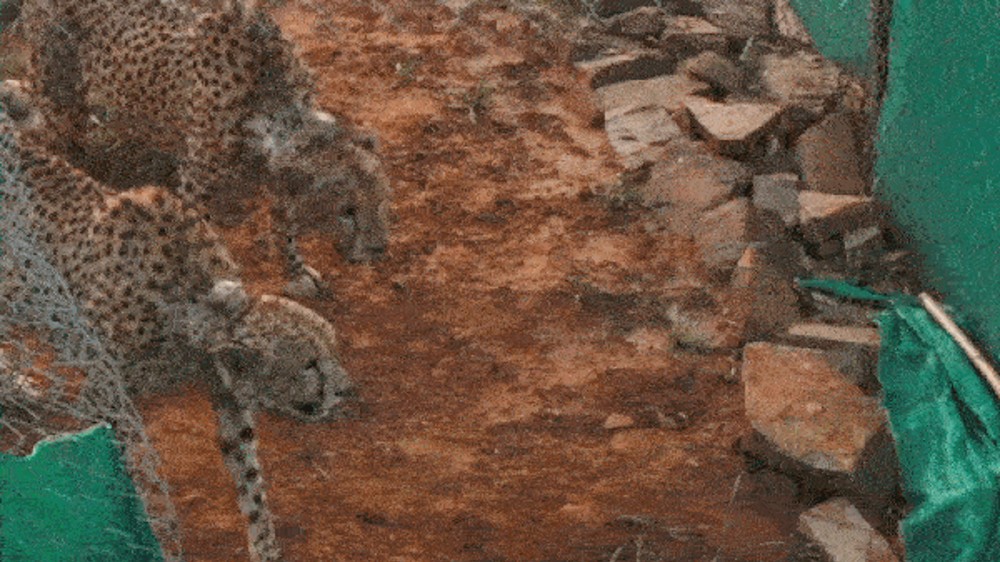 Kuno Cheetahs make first hunt after shifting to large enclosure