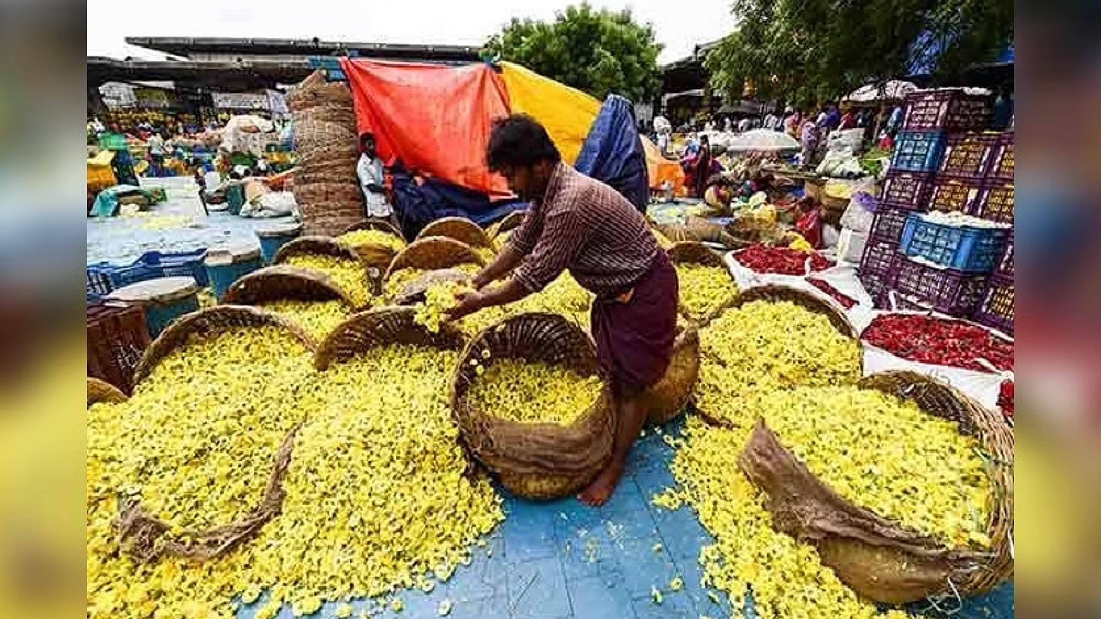 Cold weather hits flower supply; surge in prices at Koyambedu