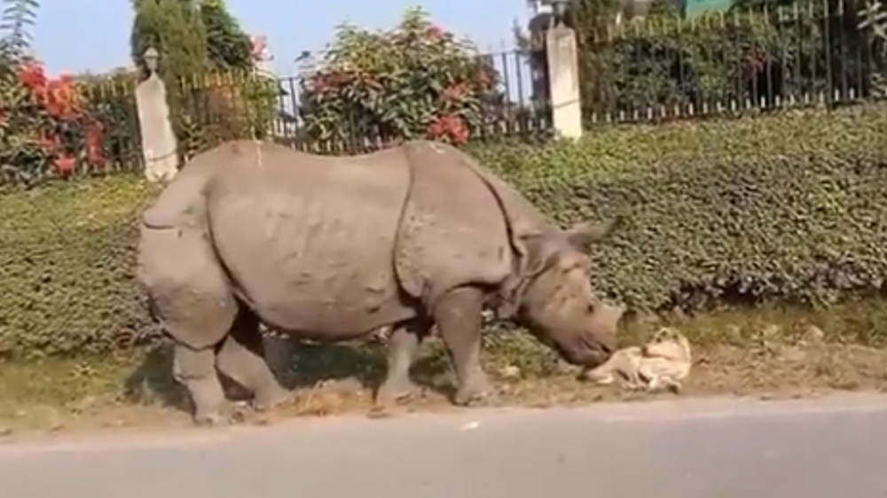 Rhinos encounter with sleeping street dog is a must watch