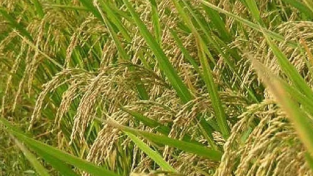 Ranipet farmers yet to be paid for offloading paddy in NCCF-run DPCs