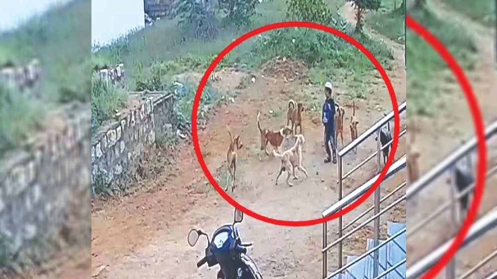 Video of boy hounded by strays viral, Karur officials yet to act
