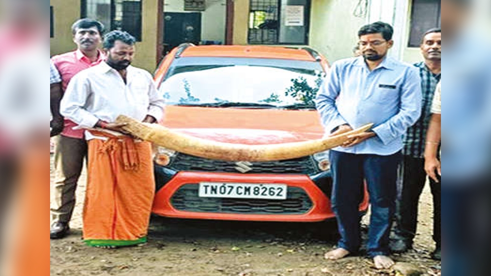 Two nabbed for trying to sell 20-kg tusk Two nabbed for trying to sell 20-kg tusk