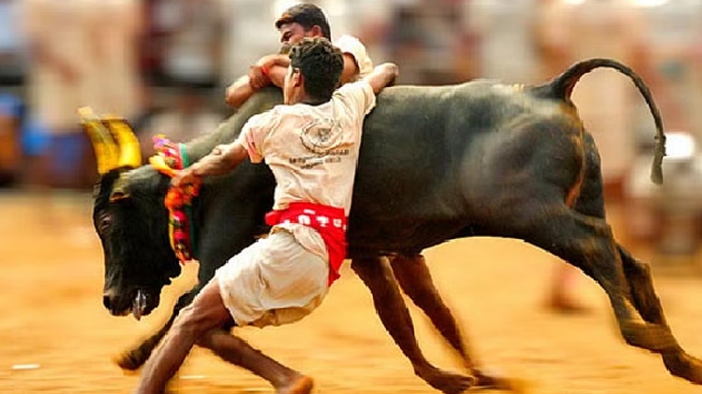 Madras HC moved to prevent Jallikattu in Tirupurs Alagumalai