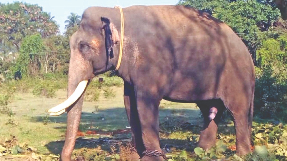 Kabil Dev enters the field to take on Karuppan in Thalavadi