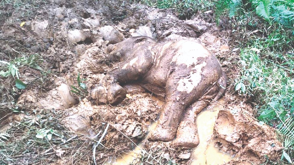 Mother elephant refuses to part with dead calf in Nilgiris