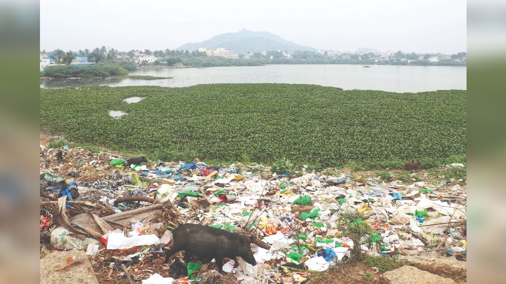 Green growth that pollutes Tambaram waterbodies